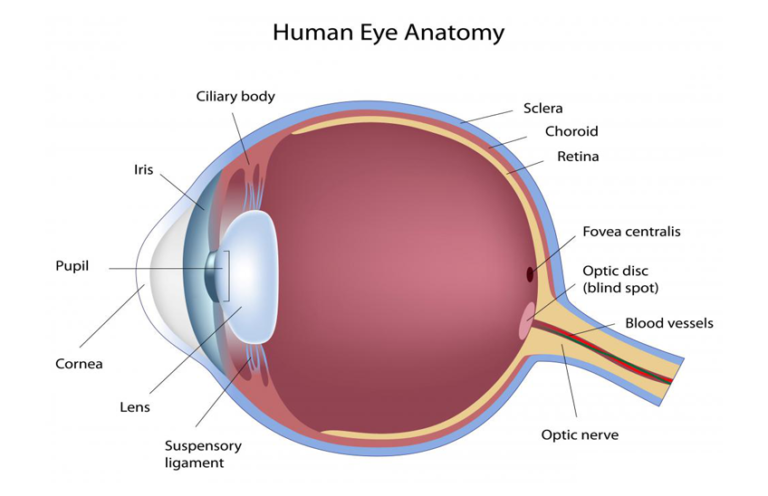 Basic Eye Anatomy